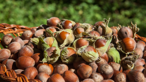 EU countries' imports of hazelnuts from Azerbaijan reach 37 million euros