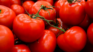 Turkey’s tomato exports increased by 42 percent in 2023