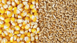 Wheat corn